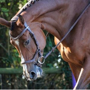 Jump’in New York Bridle